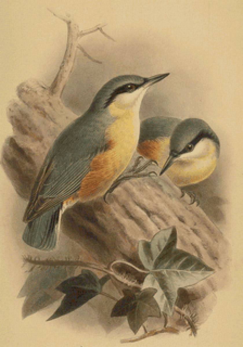 Серия "Птицы" - природа, рисунок, птицы, животные - предпросмотр