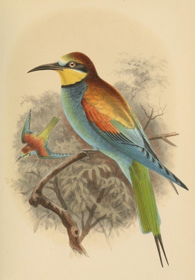 Серия "Птицы" - животные, рисунок, природа, птицы - оригинал