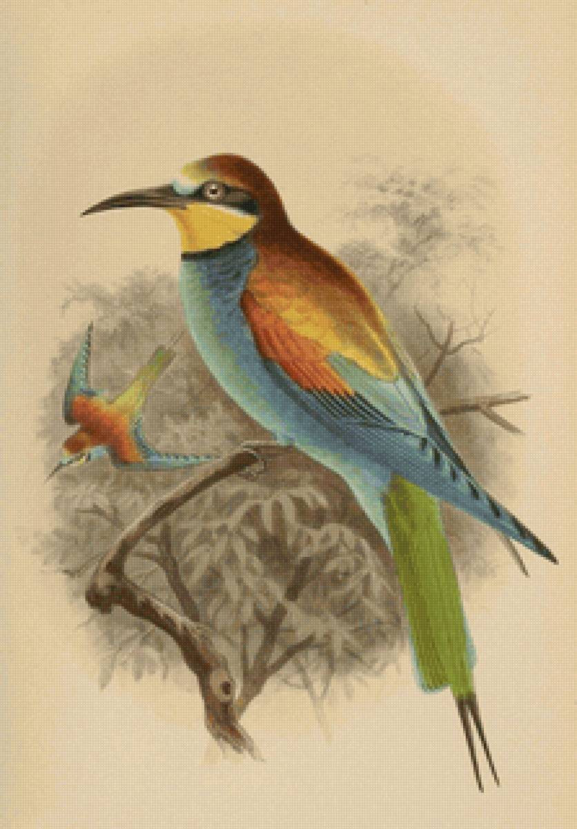 Серия "Птицы" - животные, природа, рисунок, птицы - предпросмотр