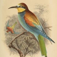 Схема вышивки «Серия "Птицы"»