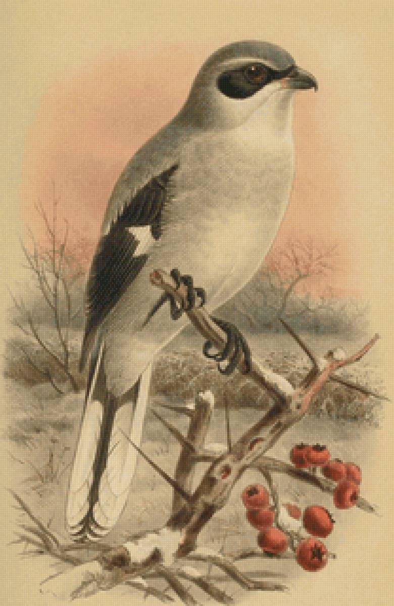 Серия "Птицы" - рисунок, птицы, природа, животные - предпросмотр