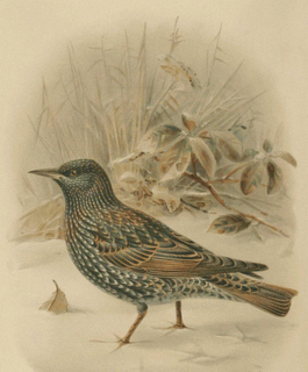 Серия "Птицы" - природа, животные, рисунок, птицы - предпросмотр