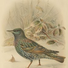 Схема вышивки «Серия "Птицы"»