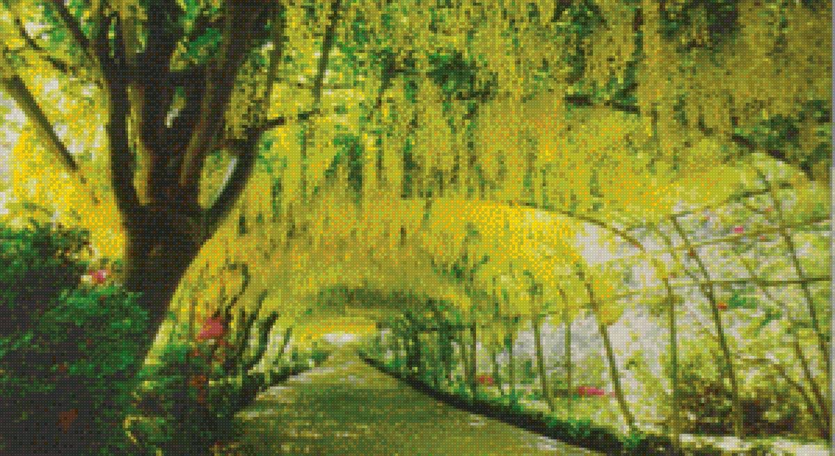 Солнечная глициния, Уэльс - аллея, лето - предпросмотр