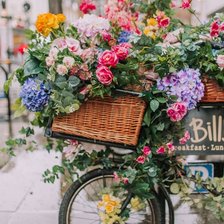 Flowers on a bicycle