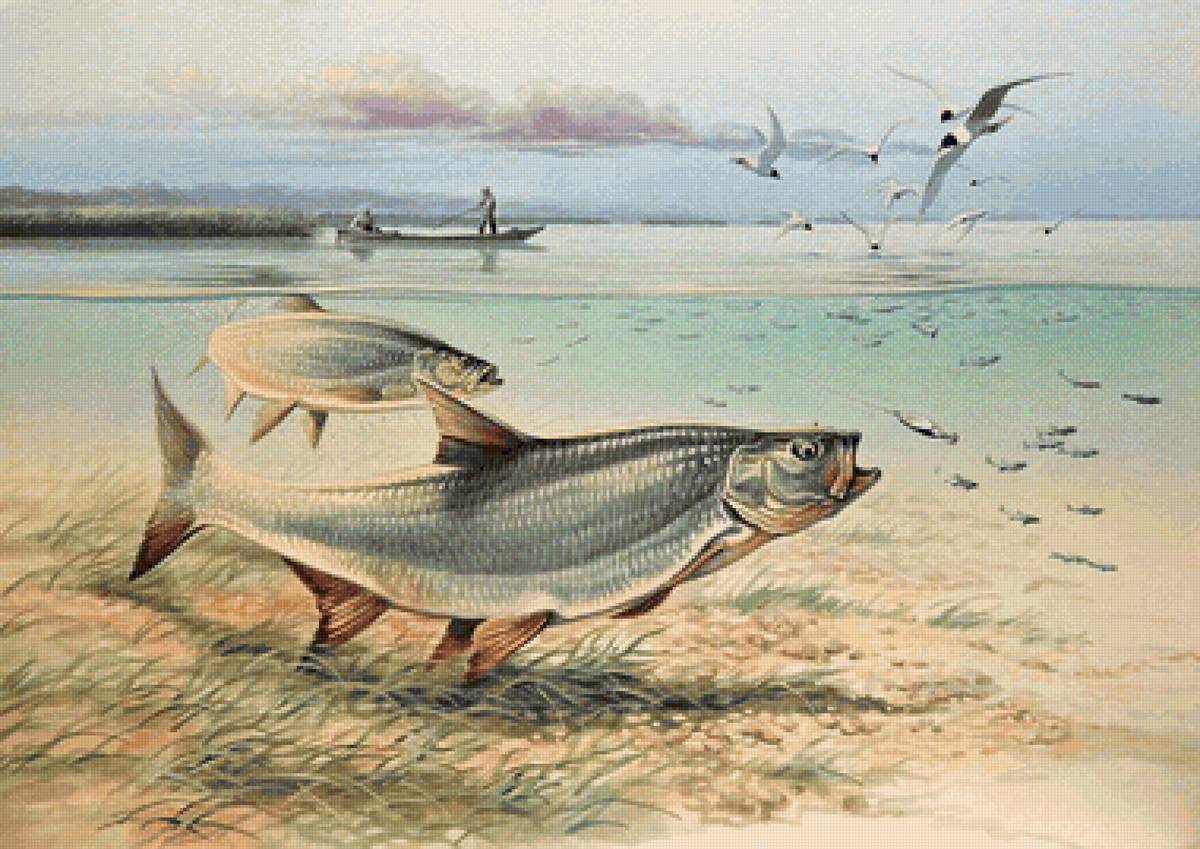 Щука жерех. Картина рыбы. Рыба иллюстрация.