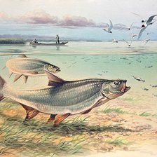 Схема вышивки «Peixes.»