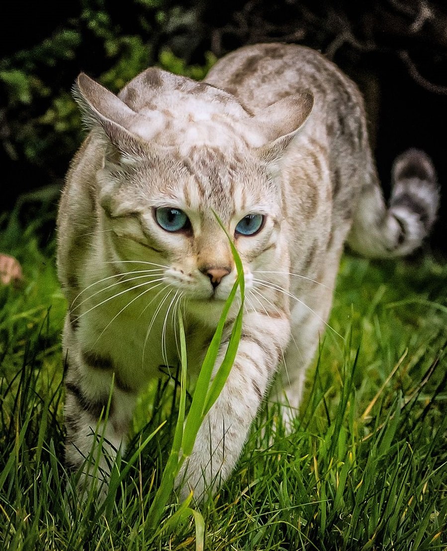 Gato.selvagem. - animais. - оригинал