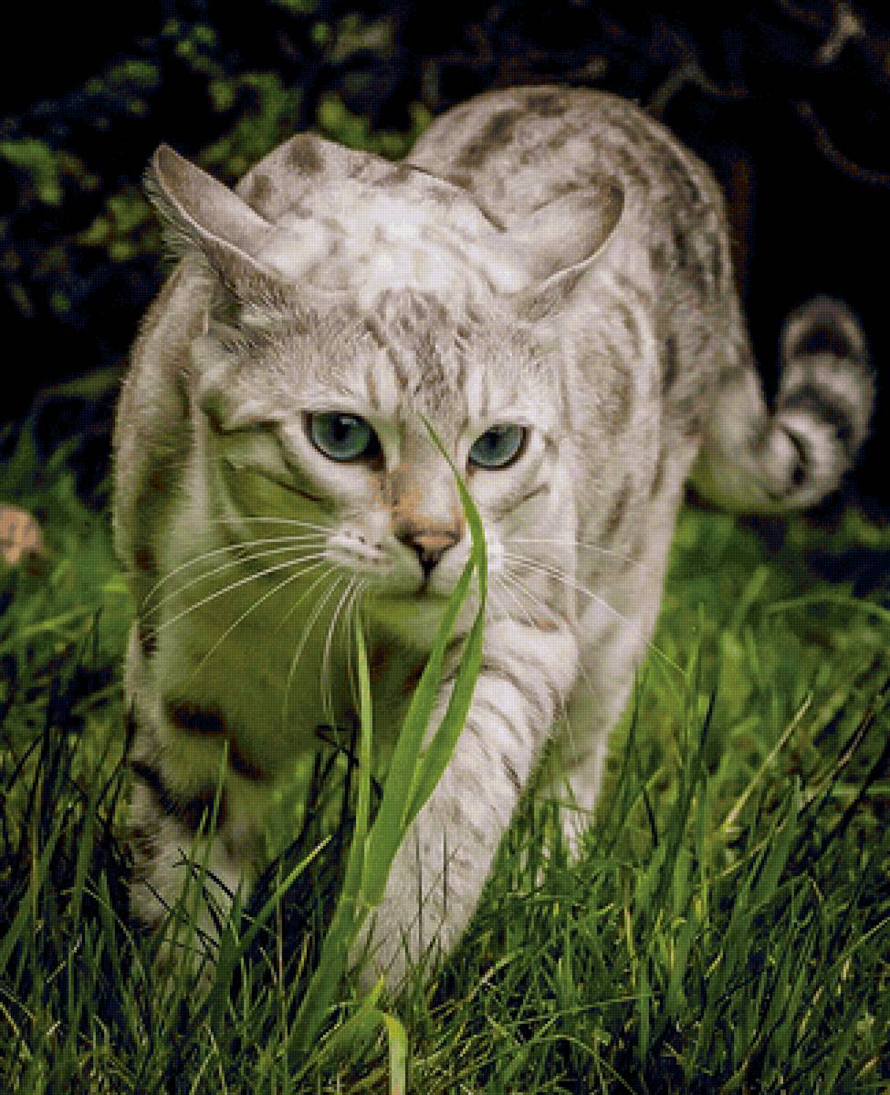 Gato.selvagem. - animais. - предпросмотр