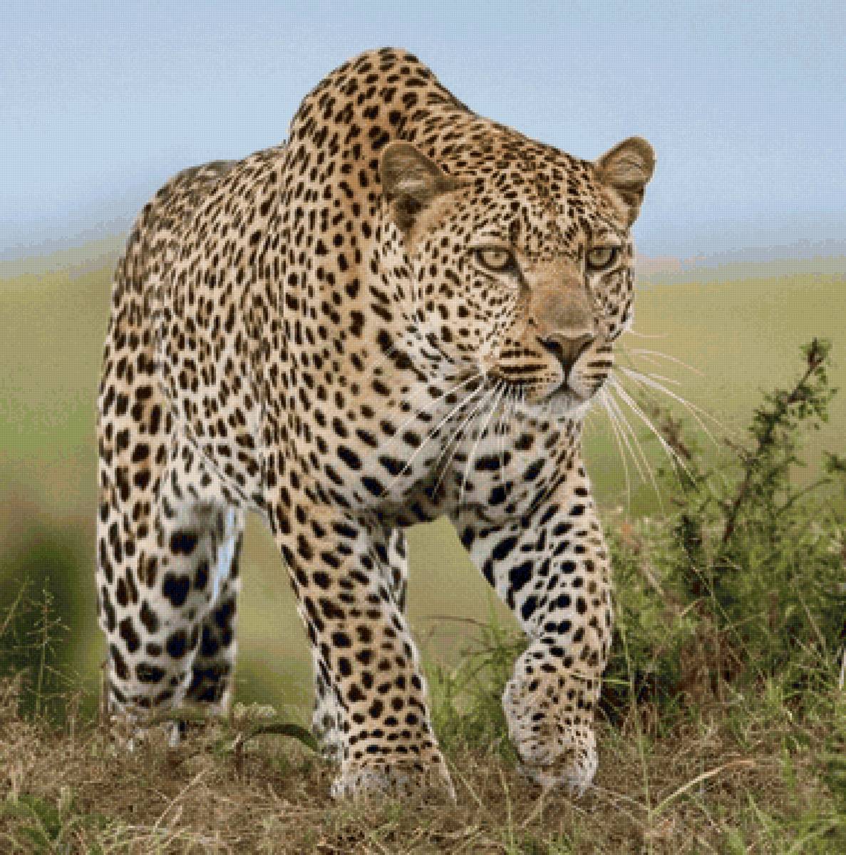 Leopardo. - animais. - предпросмотр