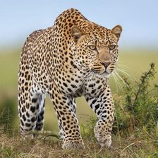 Leopardo.