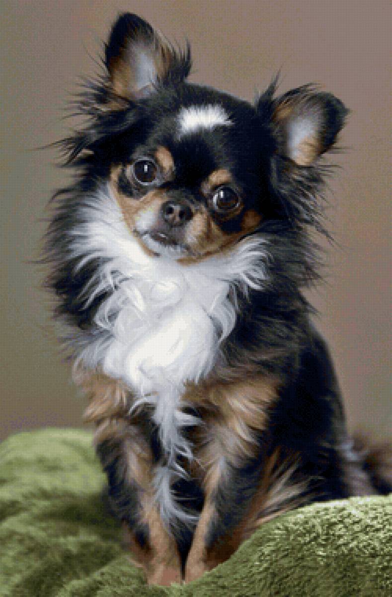 CÃO. - animais. - предпросмотр