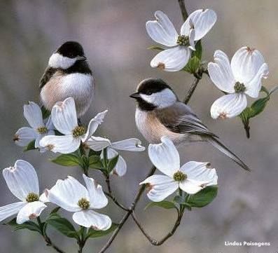 birds - оригинал