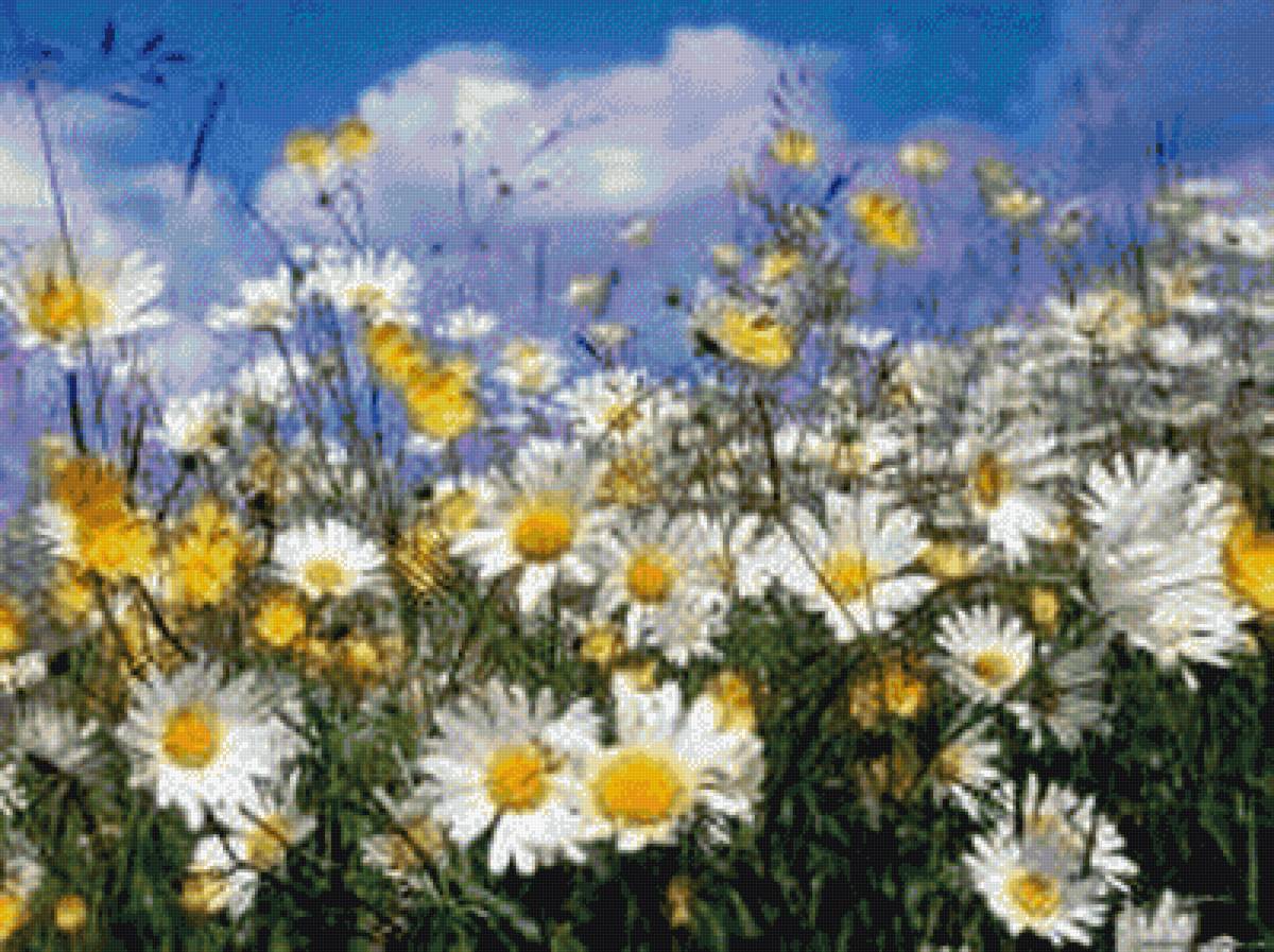 Ромашковое лето - ромашки, лето поле - предпросмотр