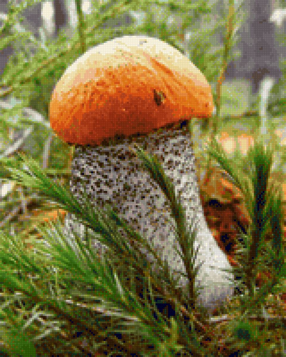 Красноголовик - грибы - предпросмотр