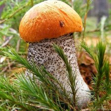 Красноголовик