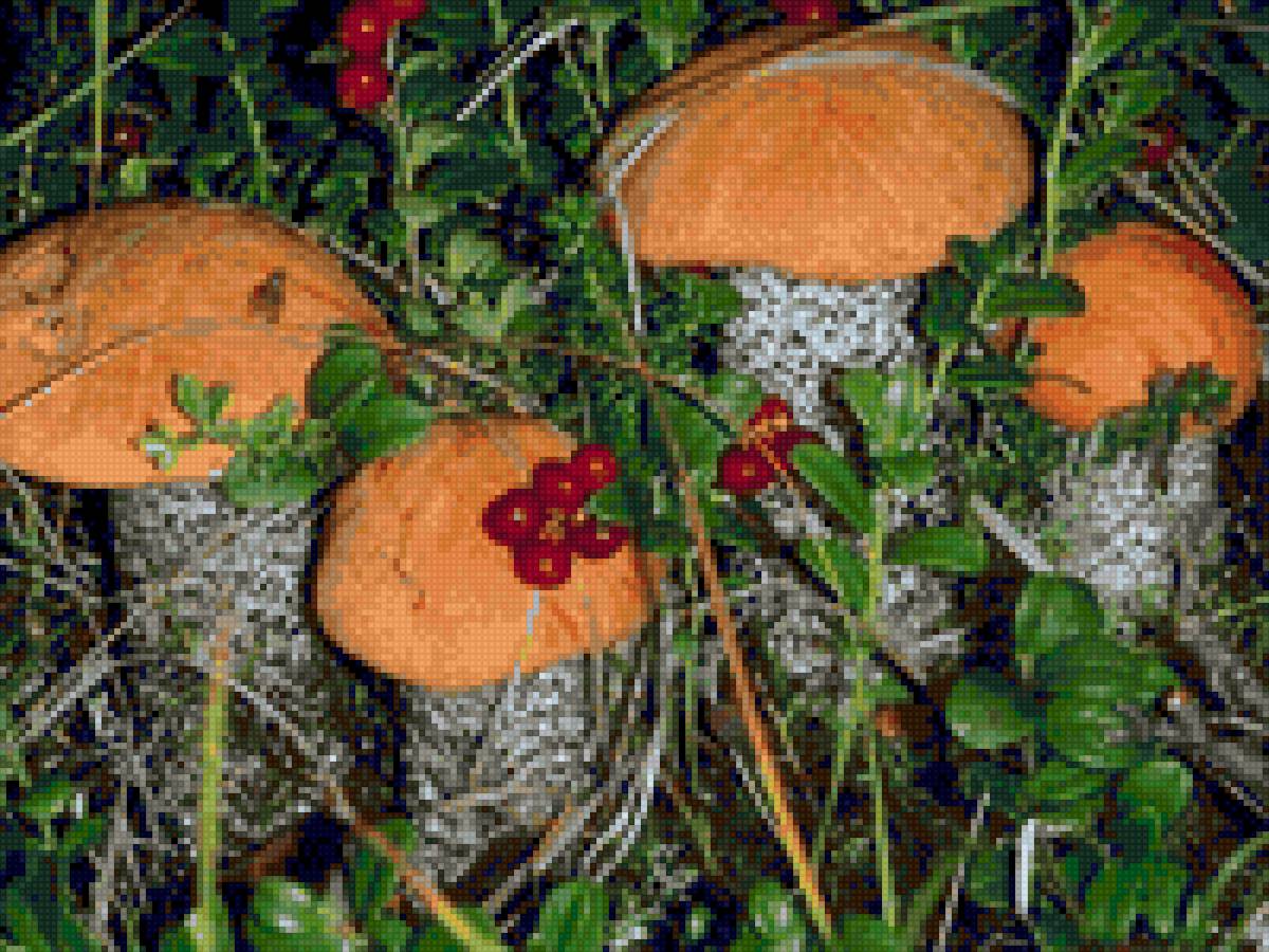 Красноголовик - грибы - предпросмотр