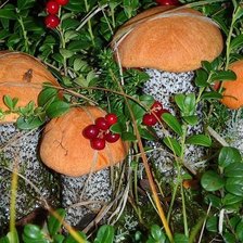 Красноголовик