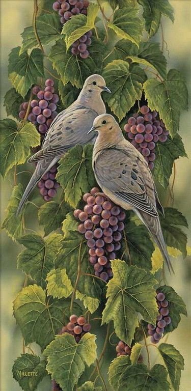 Голубки - иллюстрация, птицы, виноград - оригинал