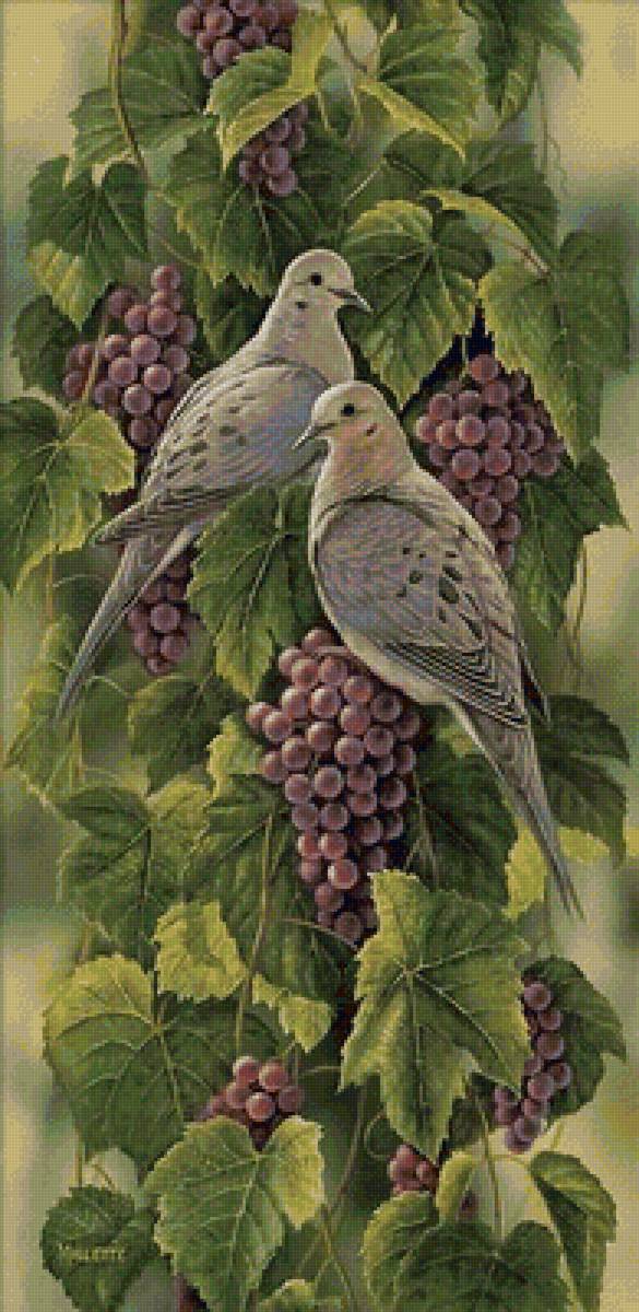 Голубки - птицы, иллюстрация, виноград - предпросмотр