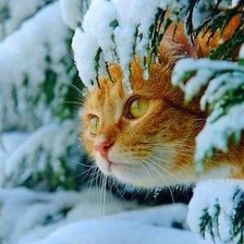 Схема вышивки «Котя»