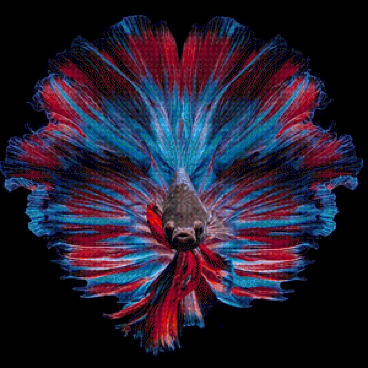 Siamese Fighting Fish - fish - предпросмотр