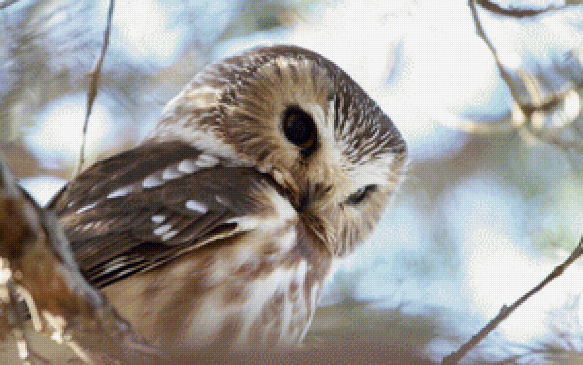 Сова - сова, животные - предпросмотр