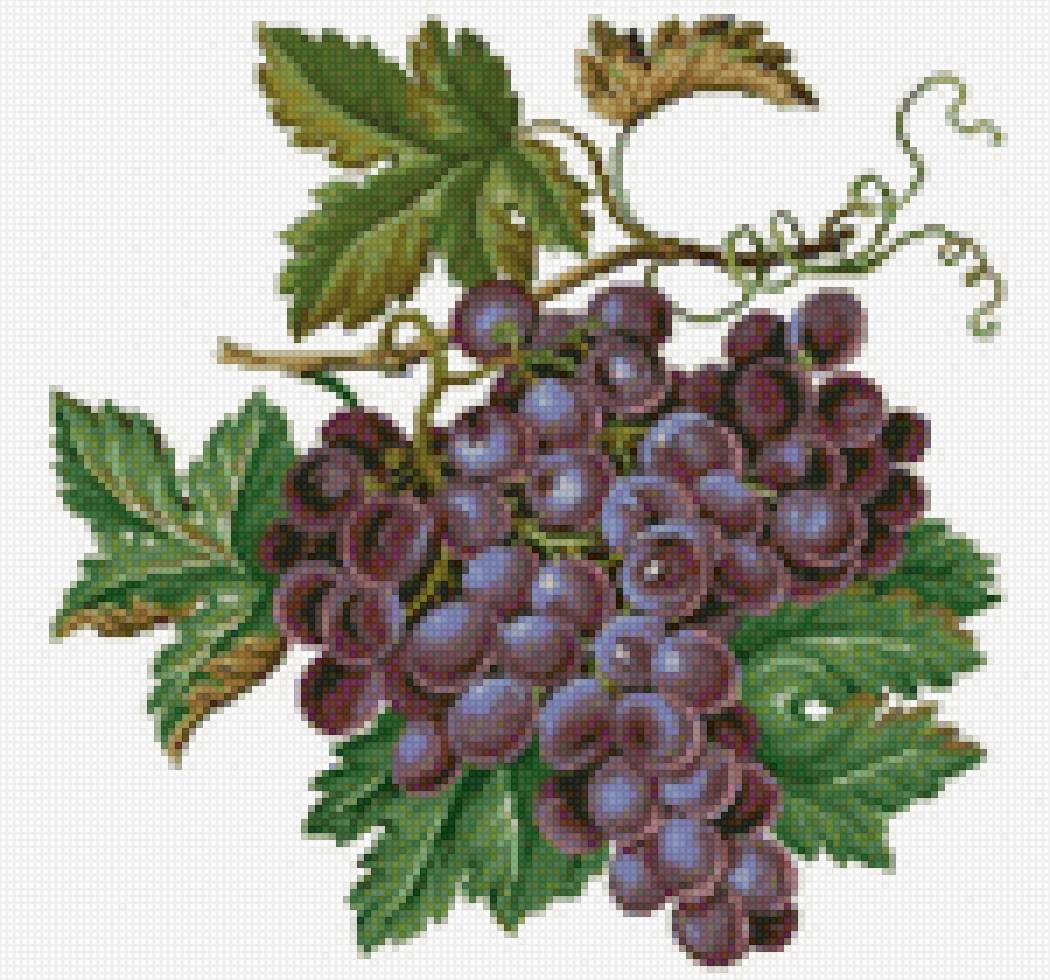 Виноград - виноград, богатство, изобилие - предпросмотр