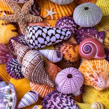 Схема вышивки «Sea Shells»