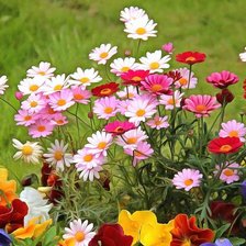 Схема вышивки «Цветы»