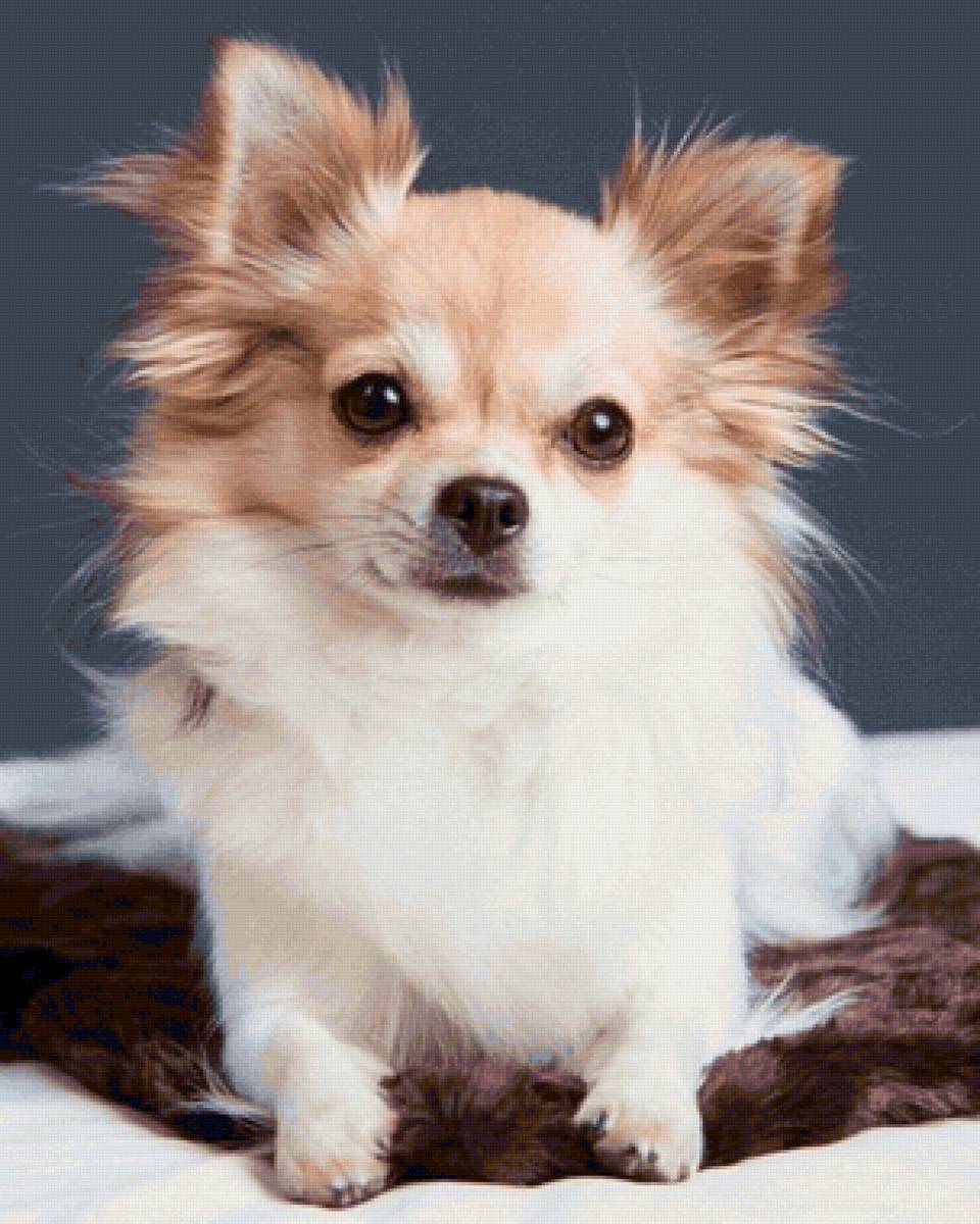 CÃO. - animais. - предпросмотр