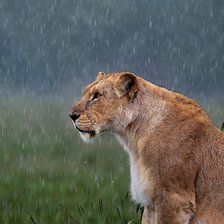 Дождь. Львица