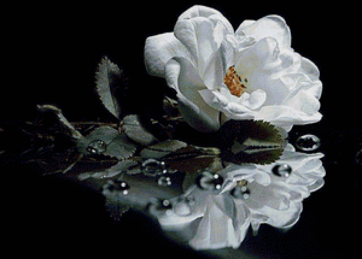 роза - капли воды, белая роза - предпросмотр