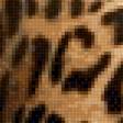 Предпросмотр схемы вышивки «leopard» (№2270418)