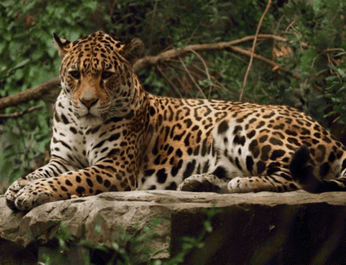 leopard - предпросмотр