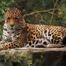 Схема вышивки «leopard»