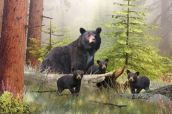 Медведи - медведи, животные, лес - оригинал