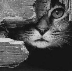 gato escondido - almohadón - оригинал