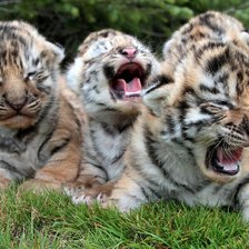 Схема вышивки «Тигрята»