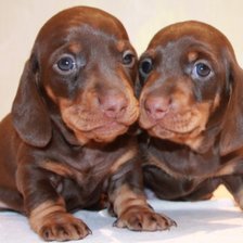 Схема вышивки «Кутята»