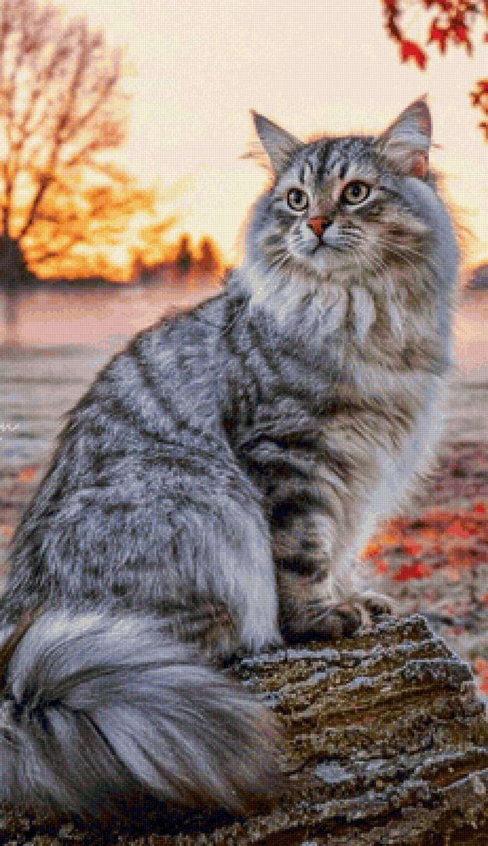 Gato. - animais. - предпросмотр