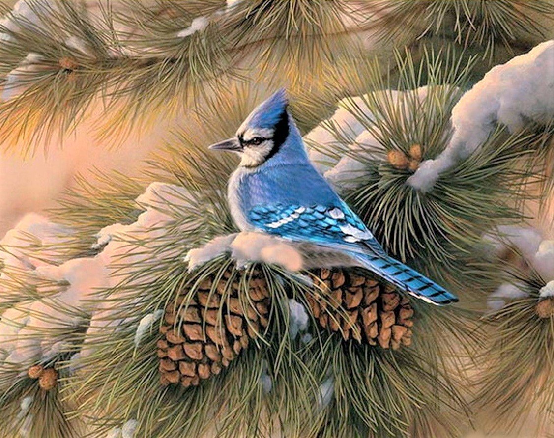 Blue Jay - оригинал