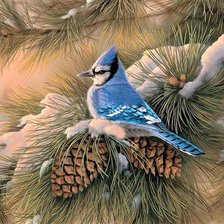 Blue Jay