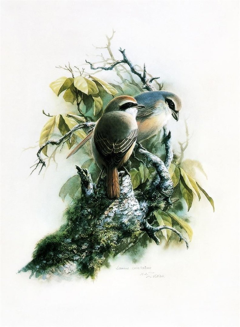 Птички - птицы - оригинал