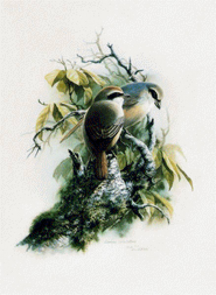 Птички - птицы - предпросмотр