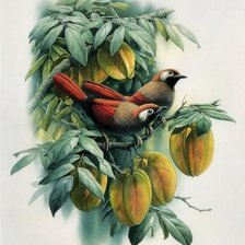 Схема вышивки «Птички»