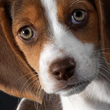 Схема вышивки «Щенок бигля»