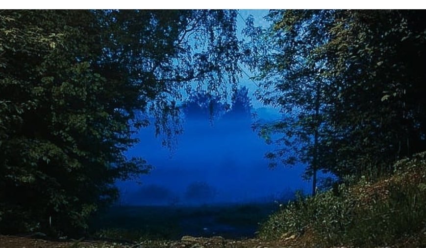 Туман в лесу - туман, лес, природа - оригинал