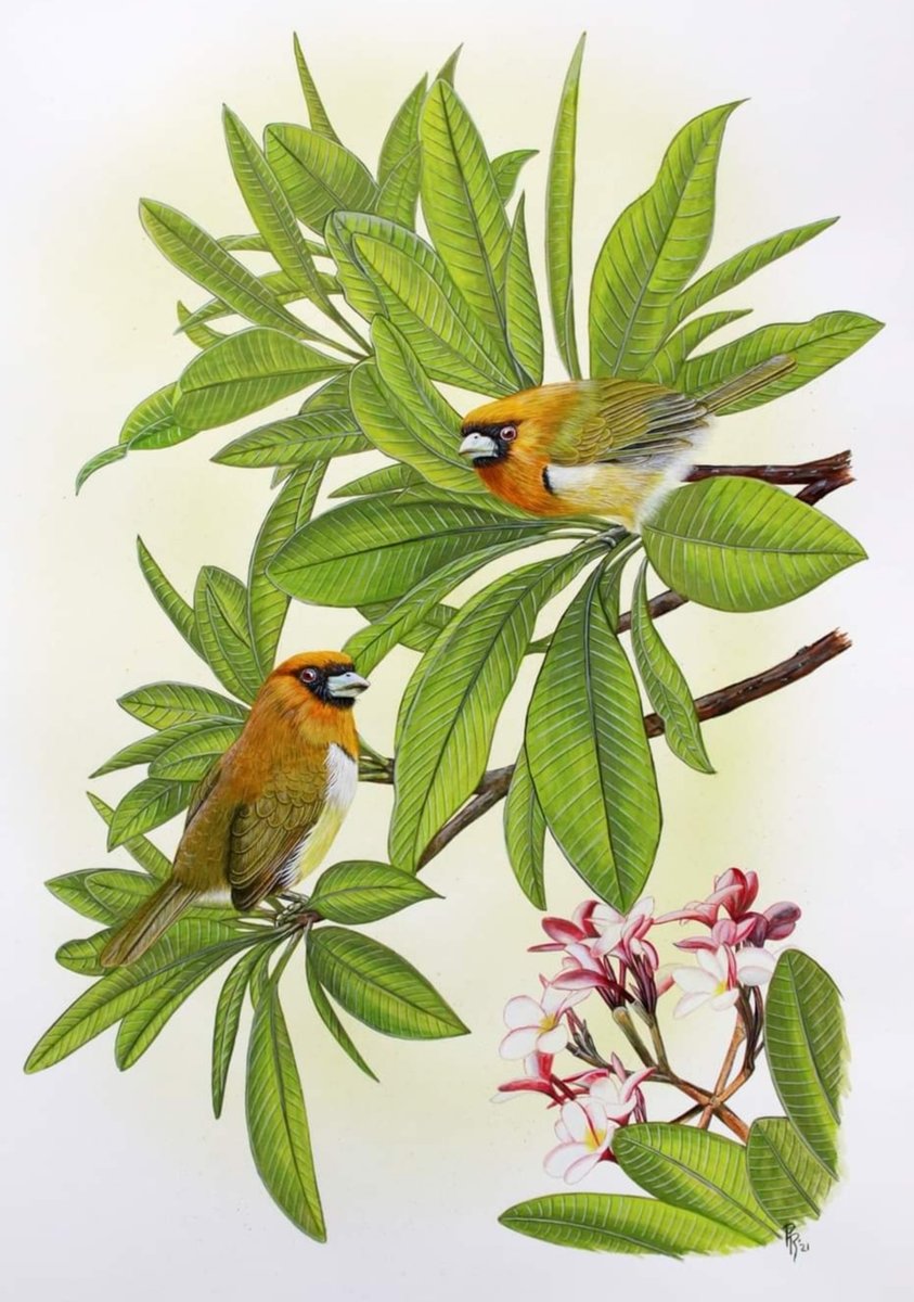 pájaros amarillos - naturaleza - оригинал