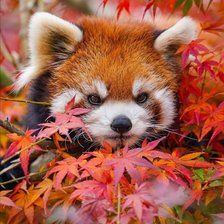 Схема вышивки «mapache»